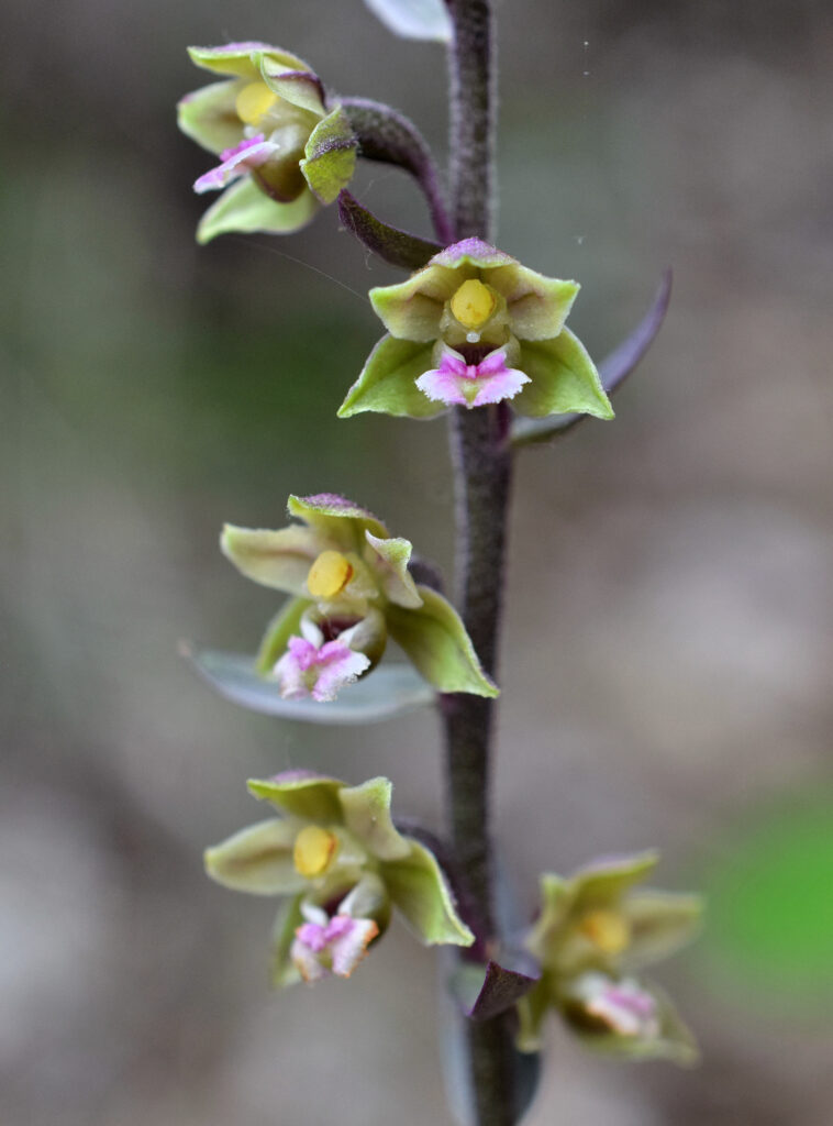 orquideas naturales