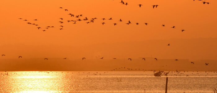 aves albufera de valencia aves migratorias