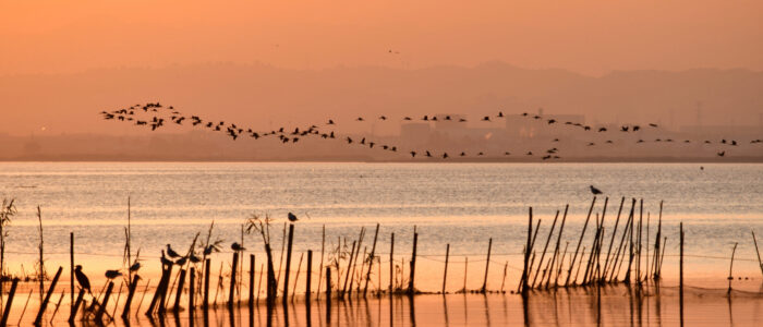 fauna albufera de valencia aves migratorias