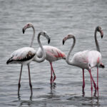 Dónde Ver Flamencos en Alicante