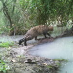 Fauna Silvestre a Orillas del Río Serpis