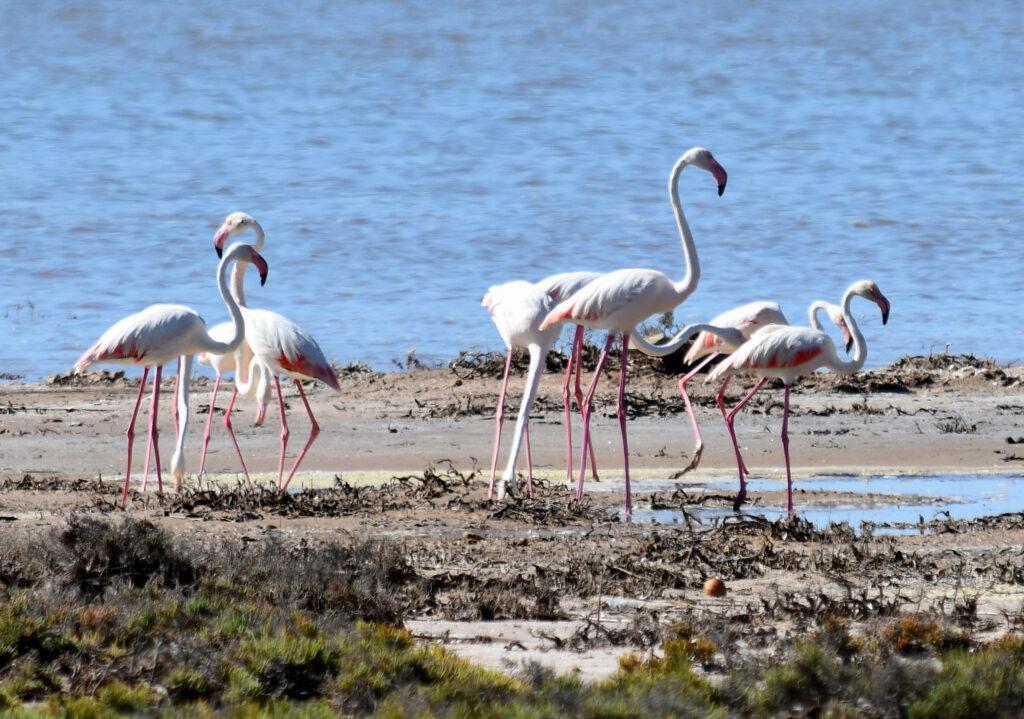 flamencos en la mata