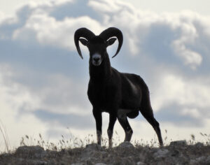 muflon macho
