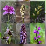 Orquídeas Silvestres en los Parques Naturales de Mariola y Font Roja