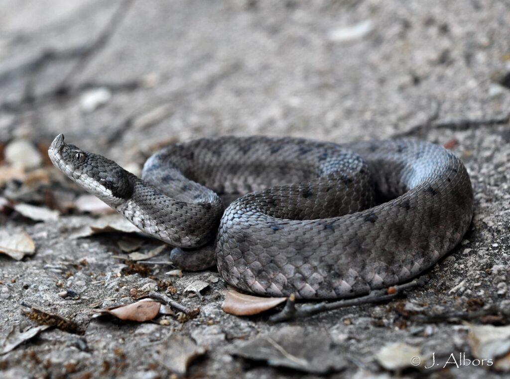 bufido vibora