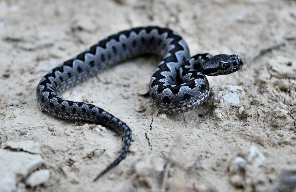 serpiente venenosa