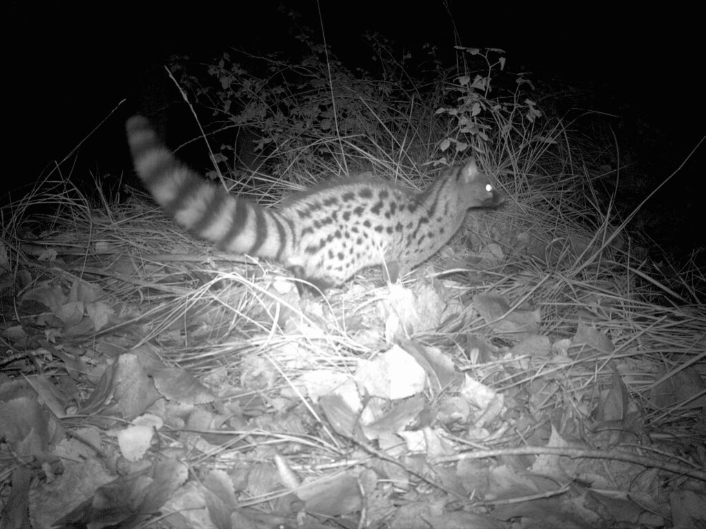 fototrampeo fauna
