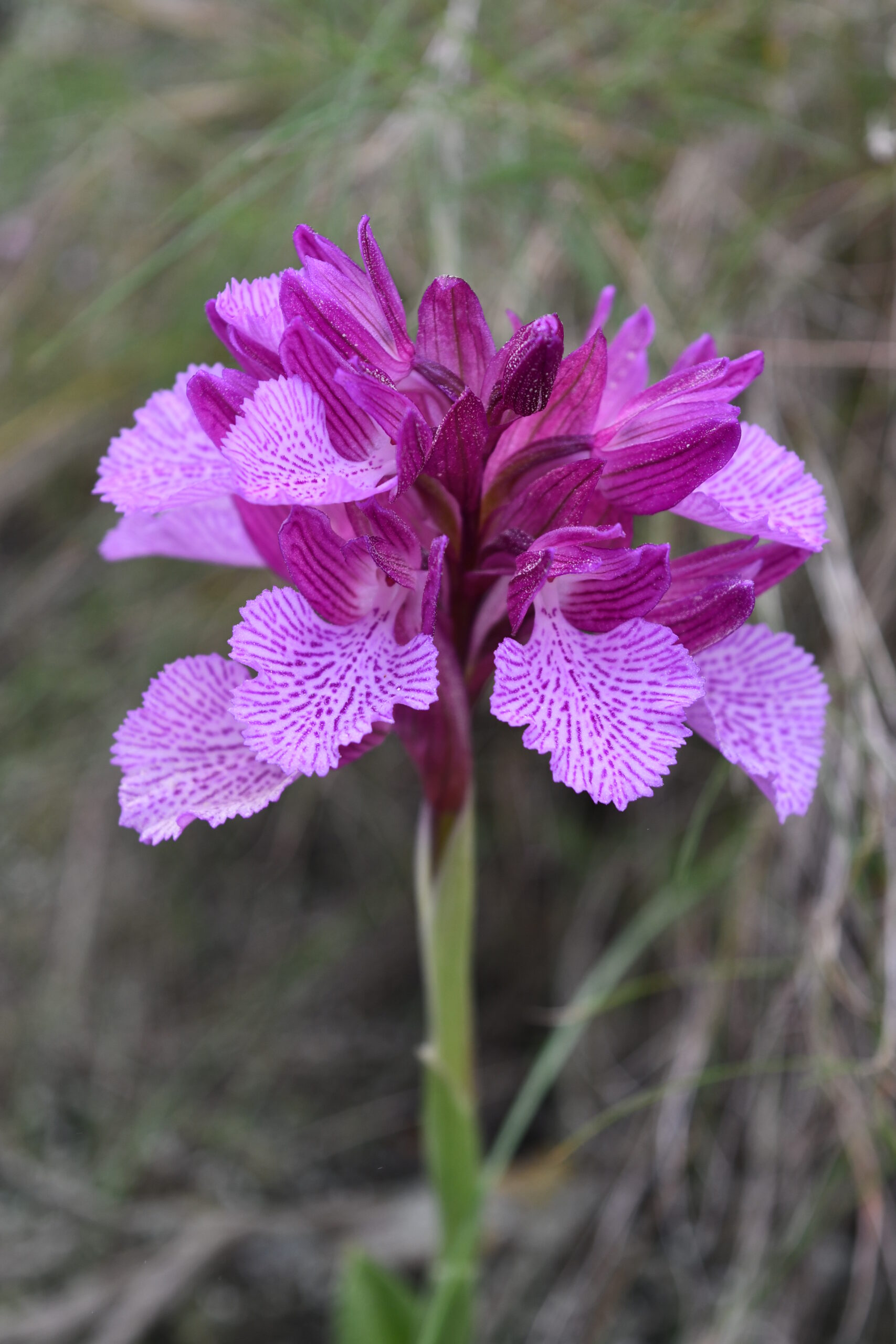 orquidea morada