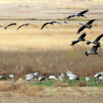 La grulla común (Grus grus) en la laguna de Gallocanta