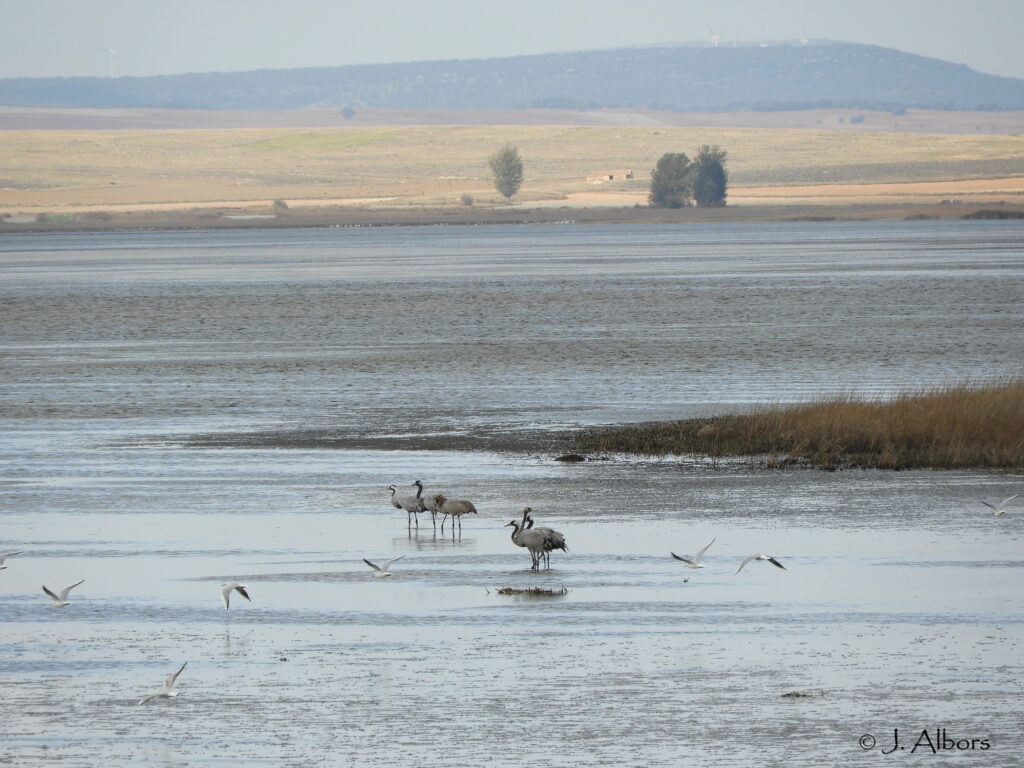 Laguna de gallocanta