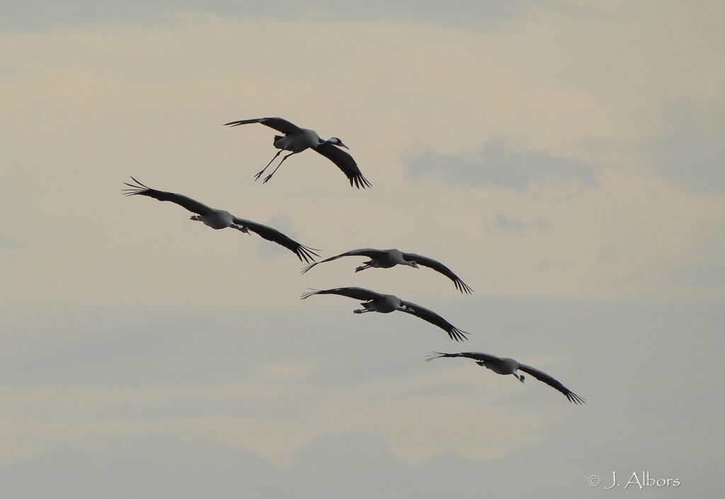 grus grus