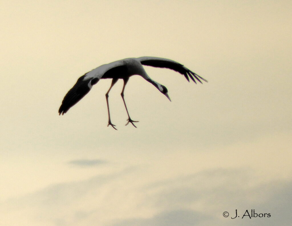 grus grus